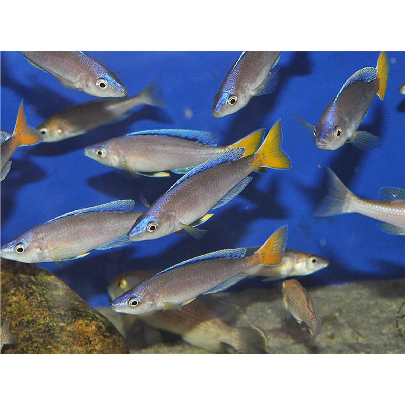Cyprichromis leptosoma jumbo malasa - imagine 3